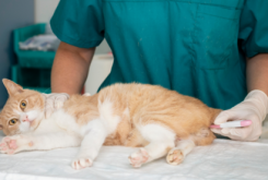 close-up-veterinarian-taking-care-cat 1